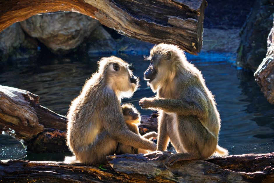 A conversation about a day at the zoo.