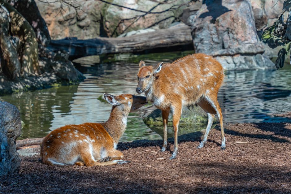 a day at the zoo scene