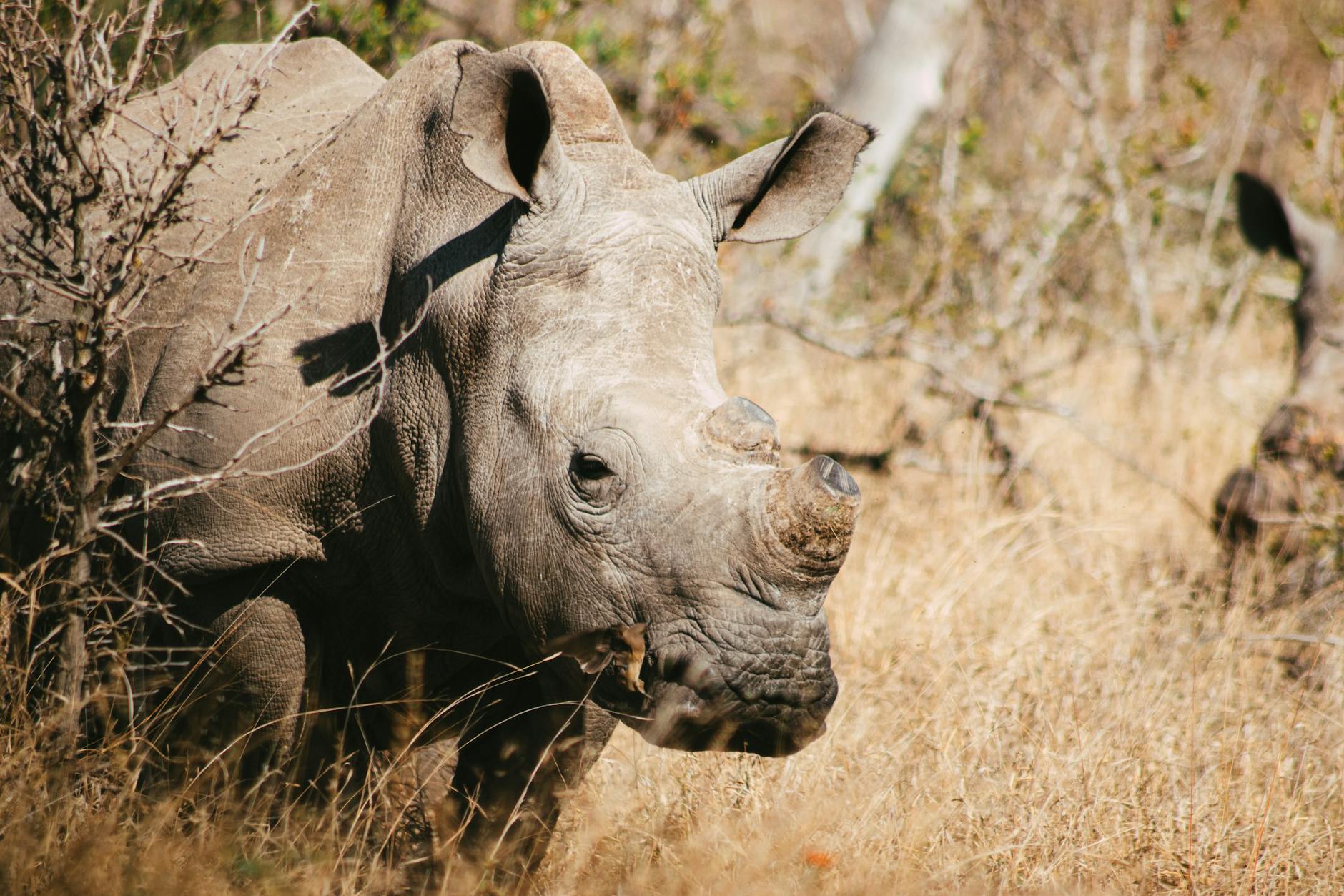 Attraction principale : Le Parc National Kruger