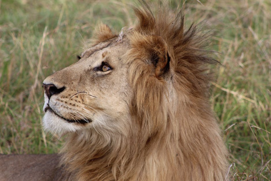 lion in savannah