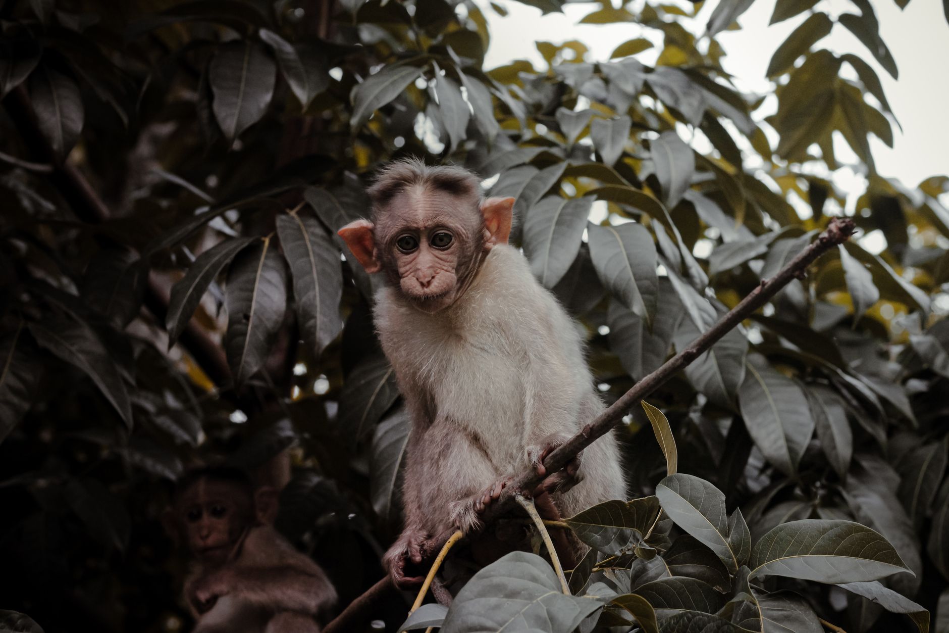 Animals and the Environment