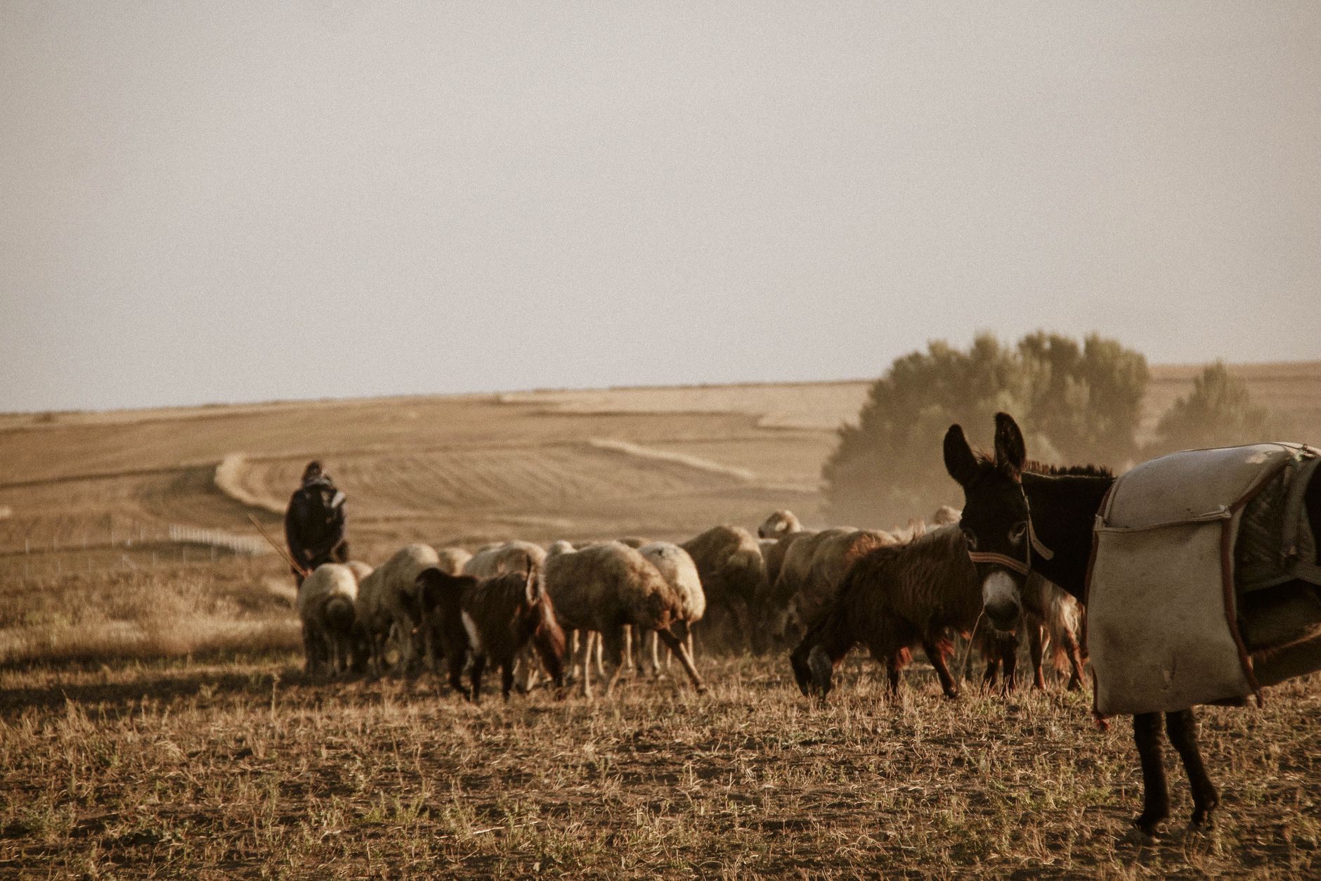 Animaux de la ferme