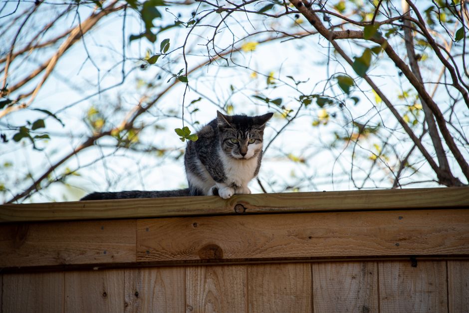 cat sitting on a fence