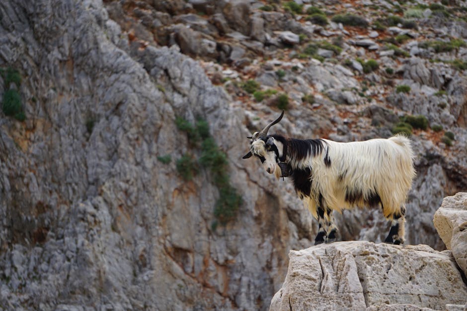 goat standing on a rock