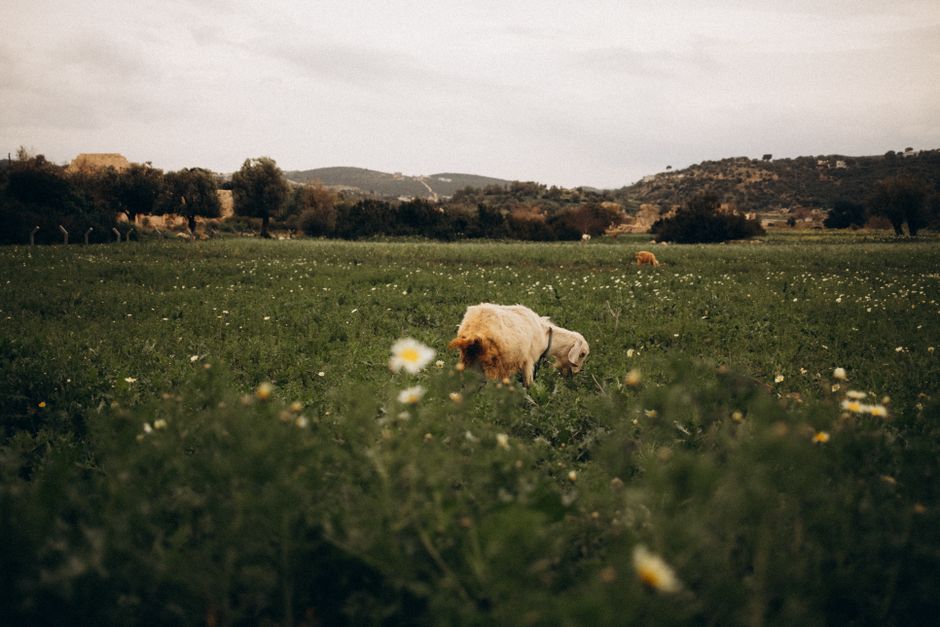 sheep in a field