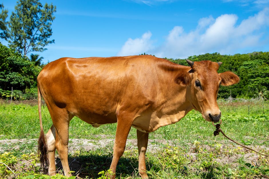 cow standing in a pasture