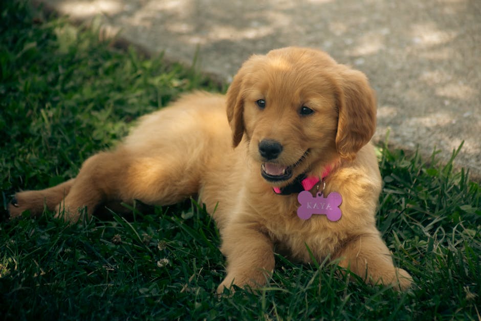 dog with a name tag