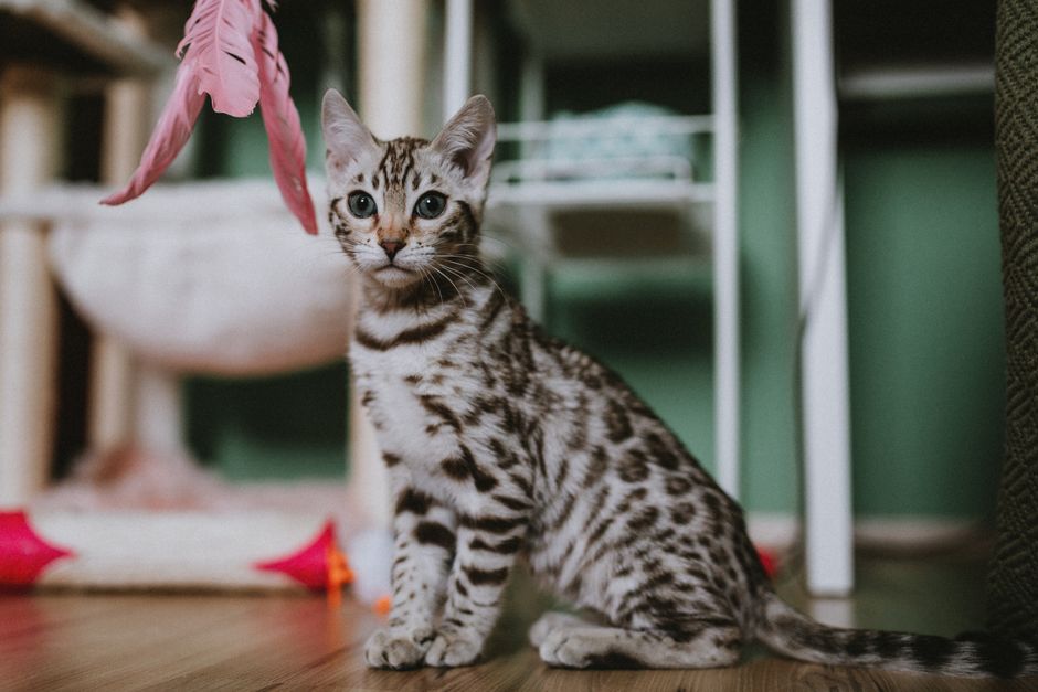 cat playing with a toy