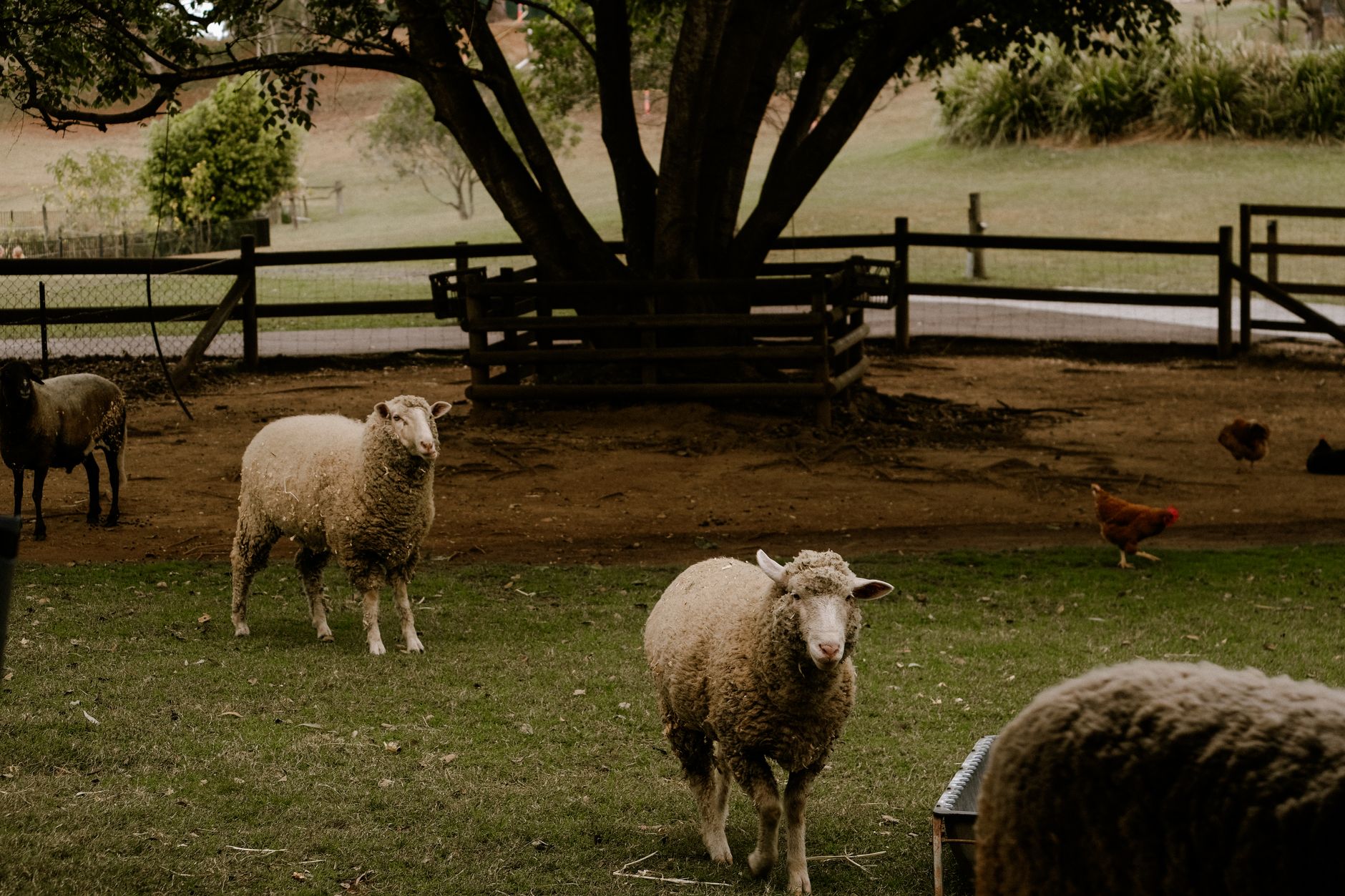 Farm Animals