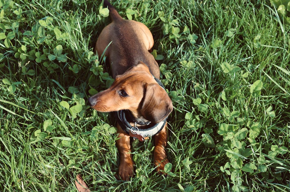 long dog