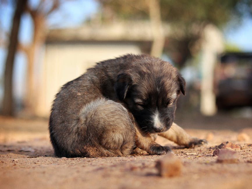 small puppy