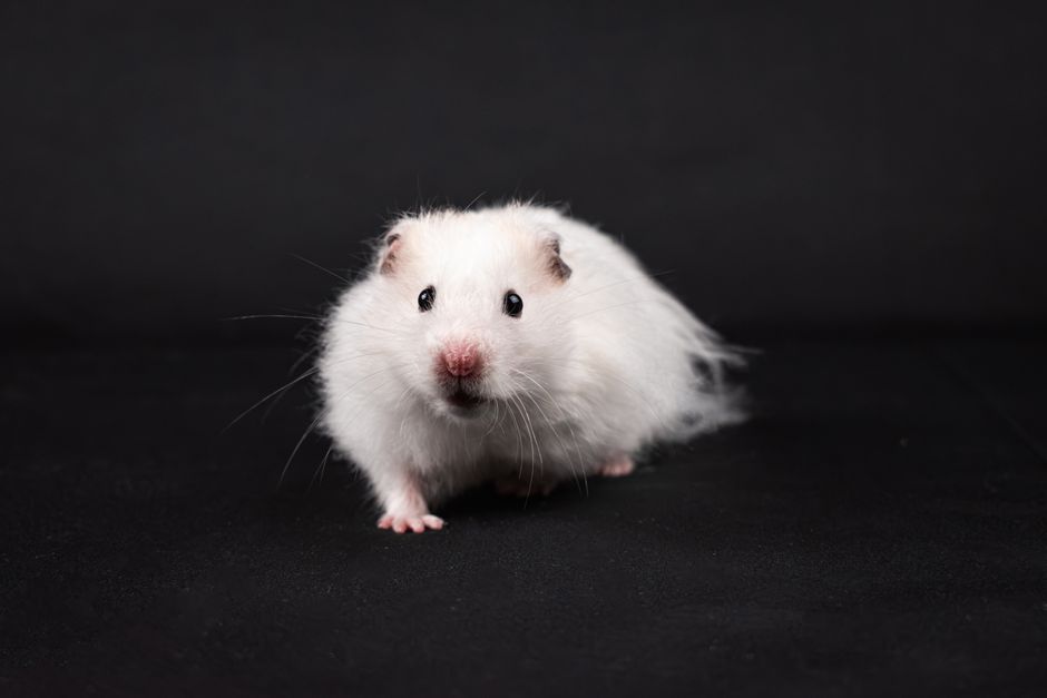 fast hamster