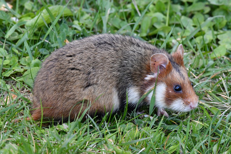 slow hamster