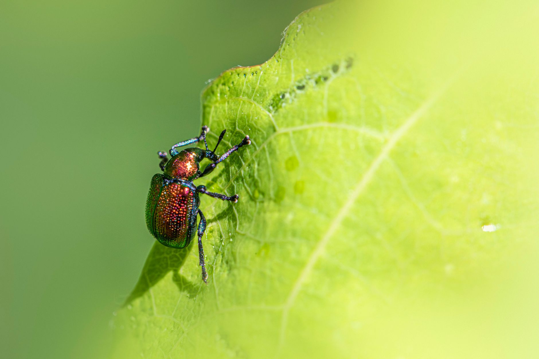 Insectes