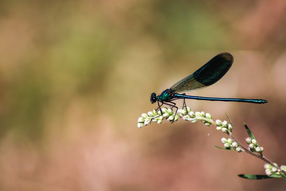 Discussion sur les insectes préférés.