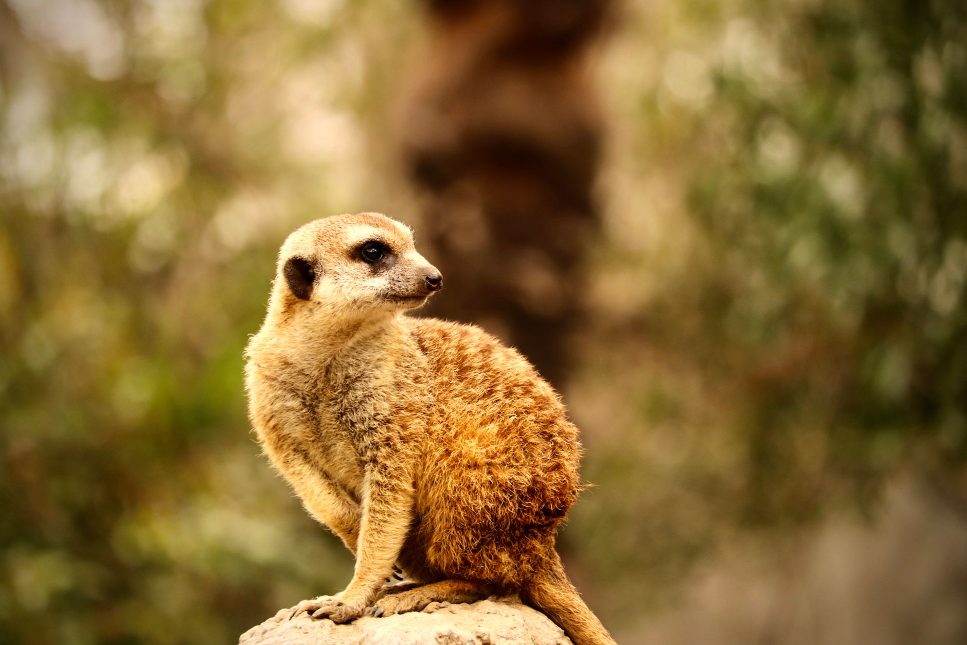 My Favourite Animal