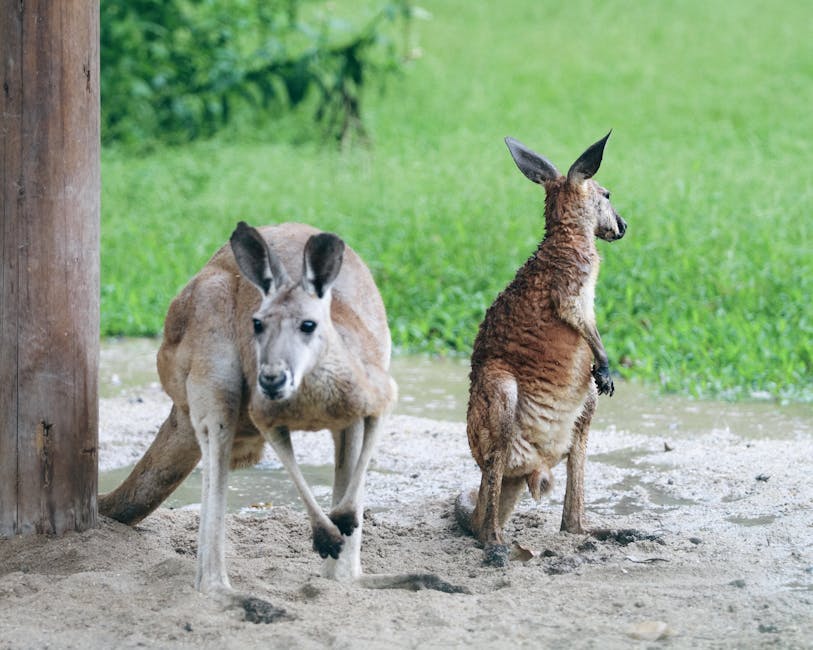 two images of animals with differences