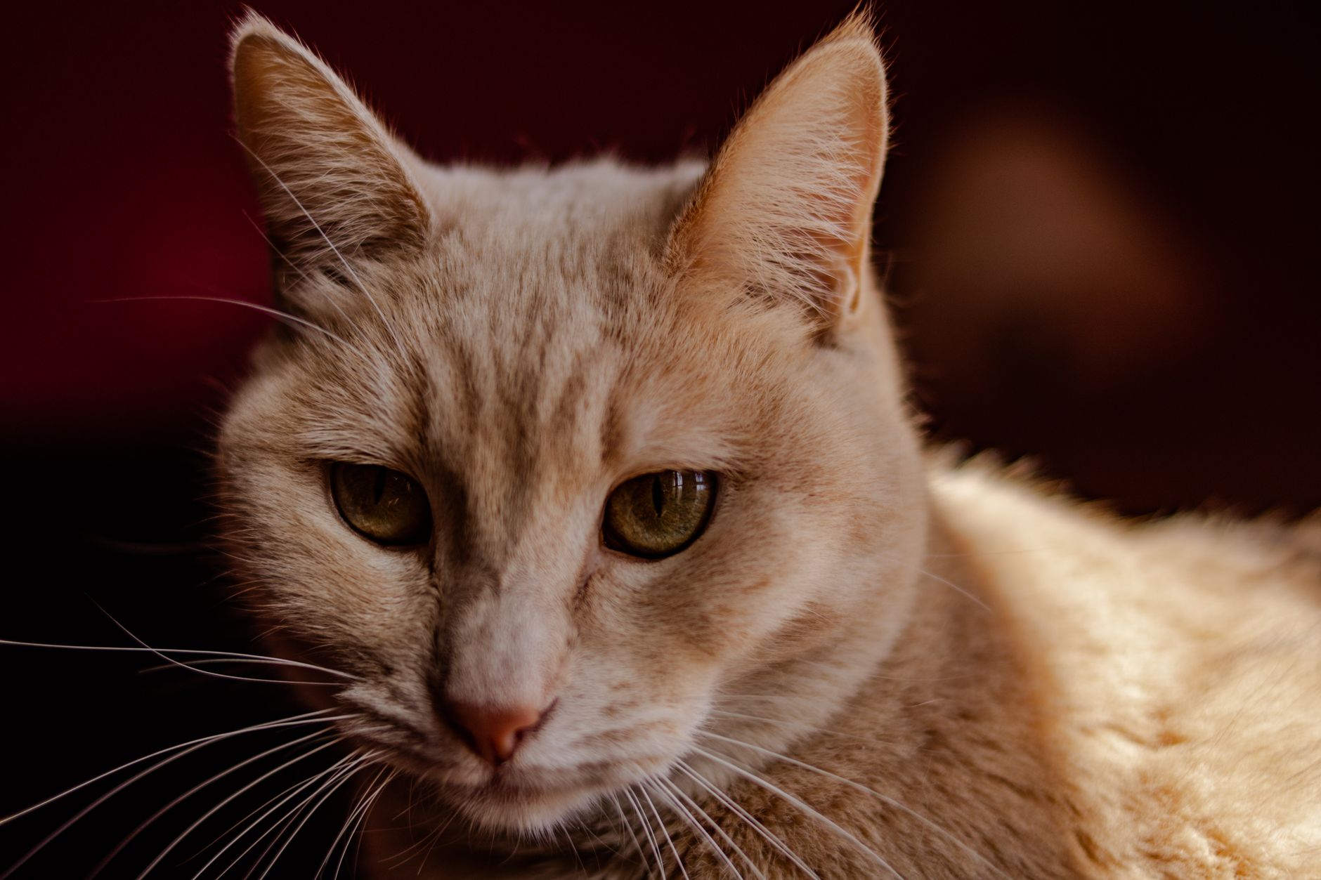 Pets and Animals