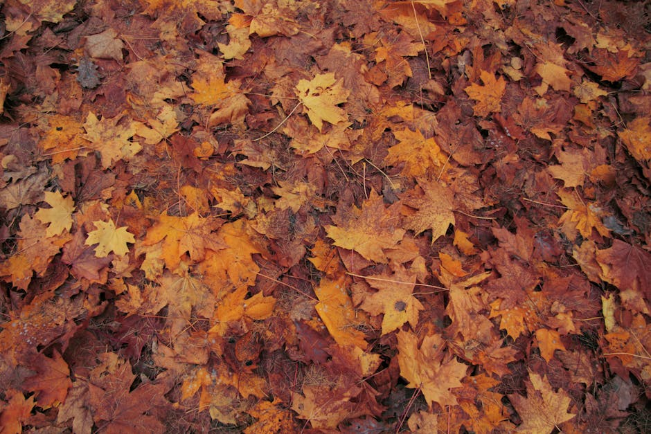 automne