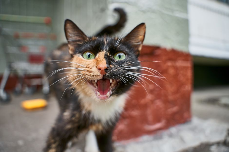 Chat