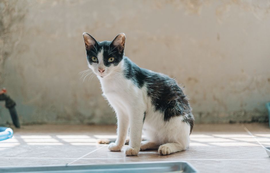 chat