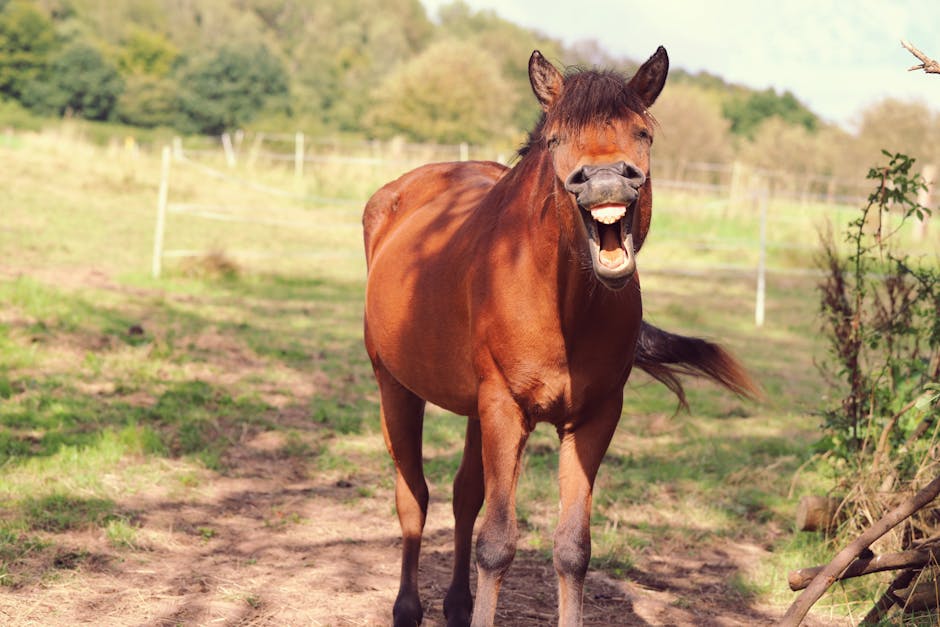 Cheval