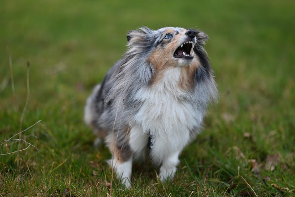 Chien