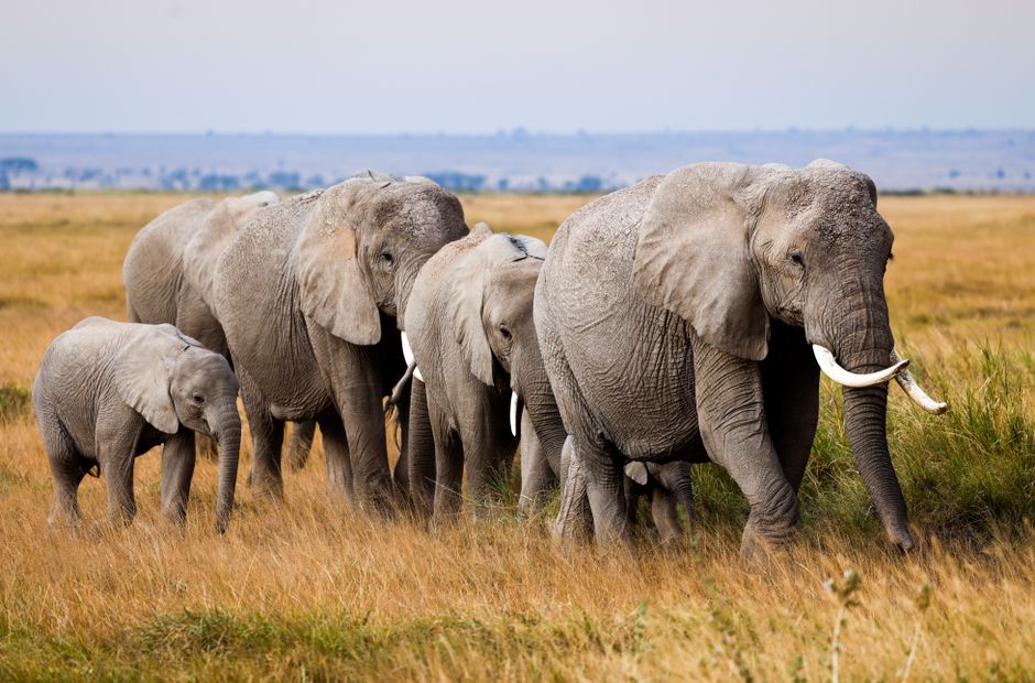 cinq éléphants