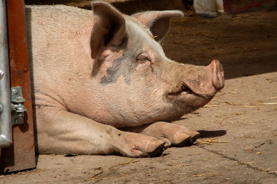 Cochon