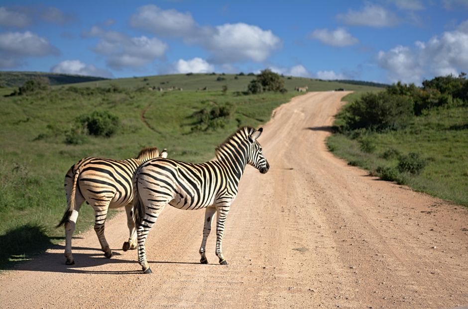 conservation