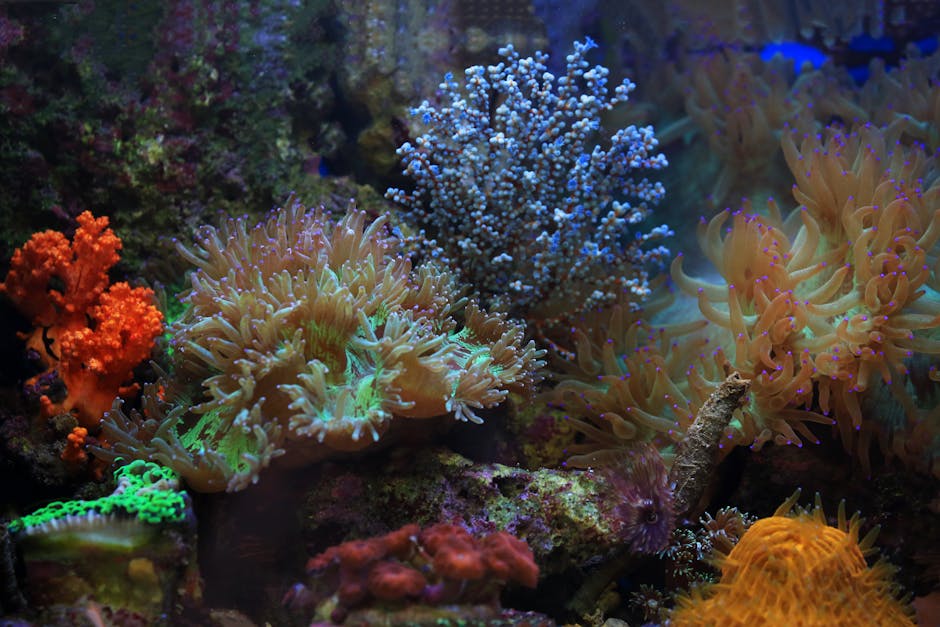 Corail