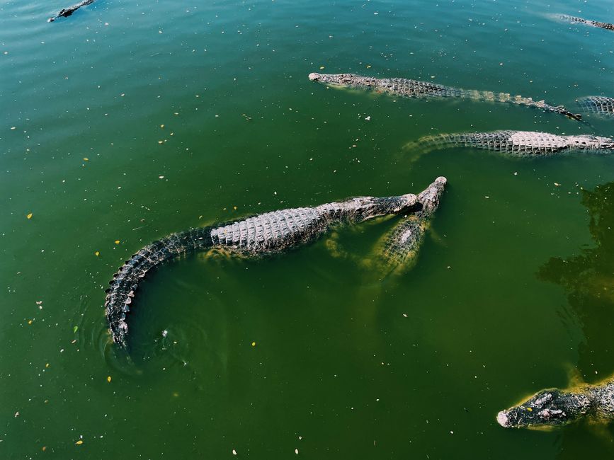crocodile