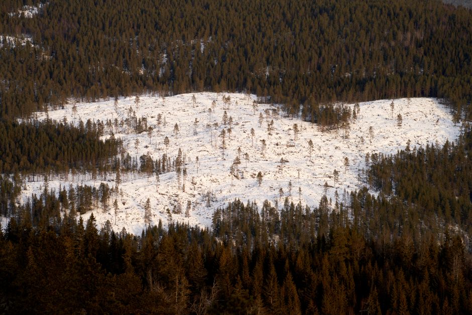 Déforestation