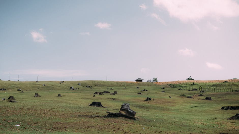 Déforestation