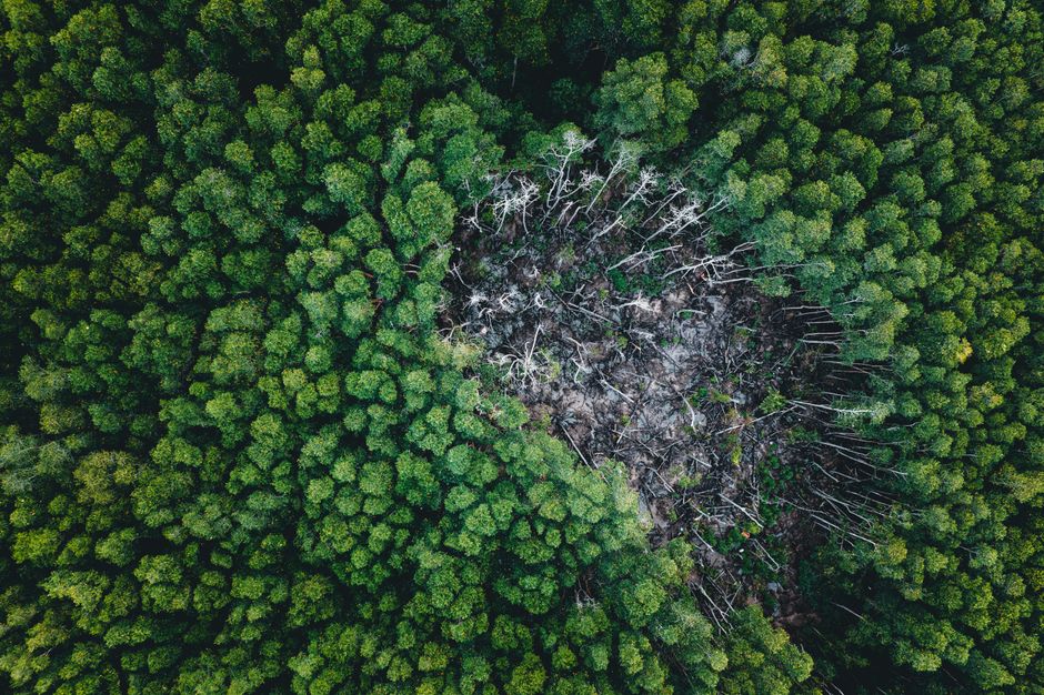 déforestation