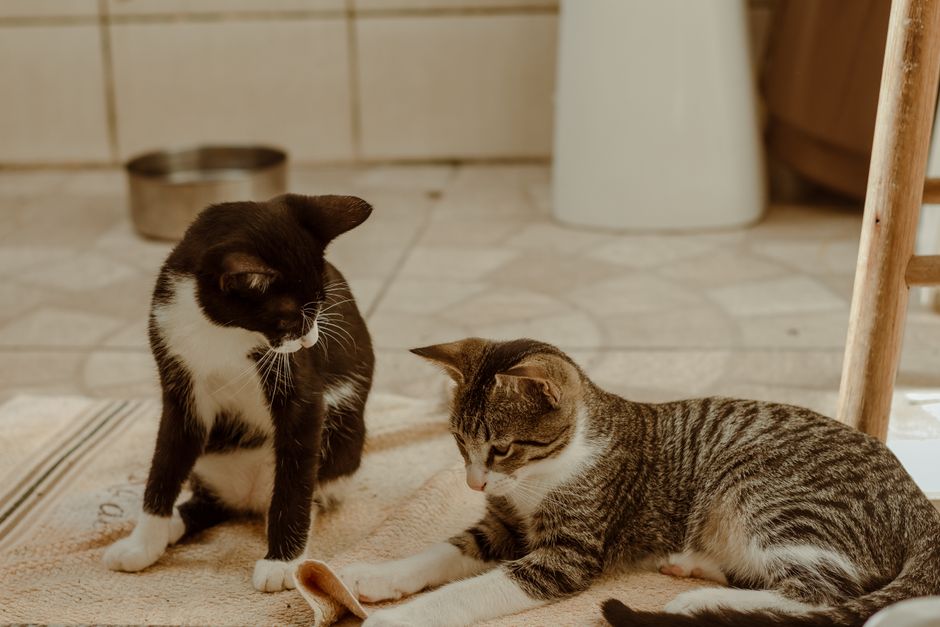 deux chats