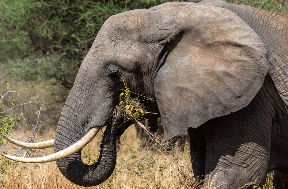 éléphant