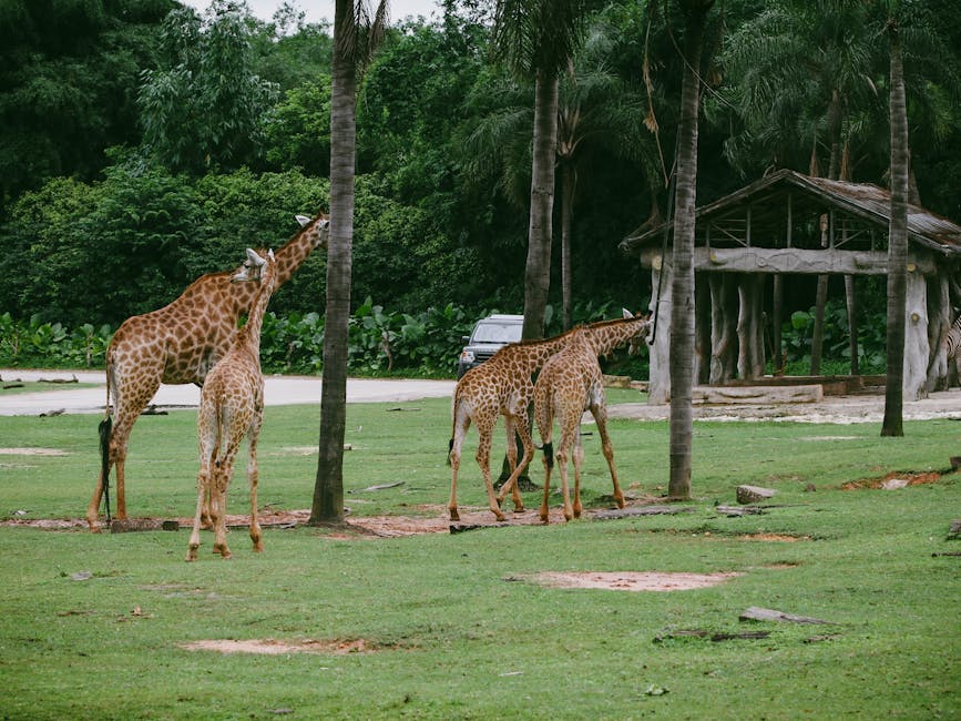 girafe