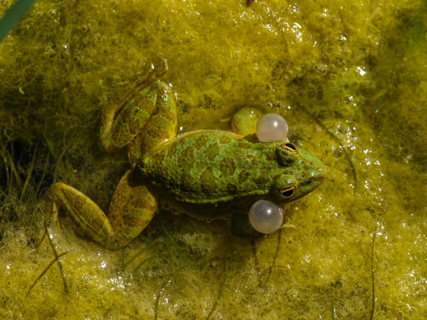 Grenouille