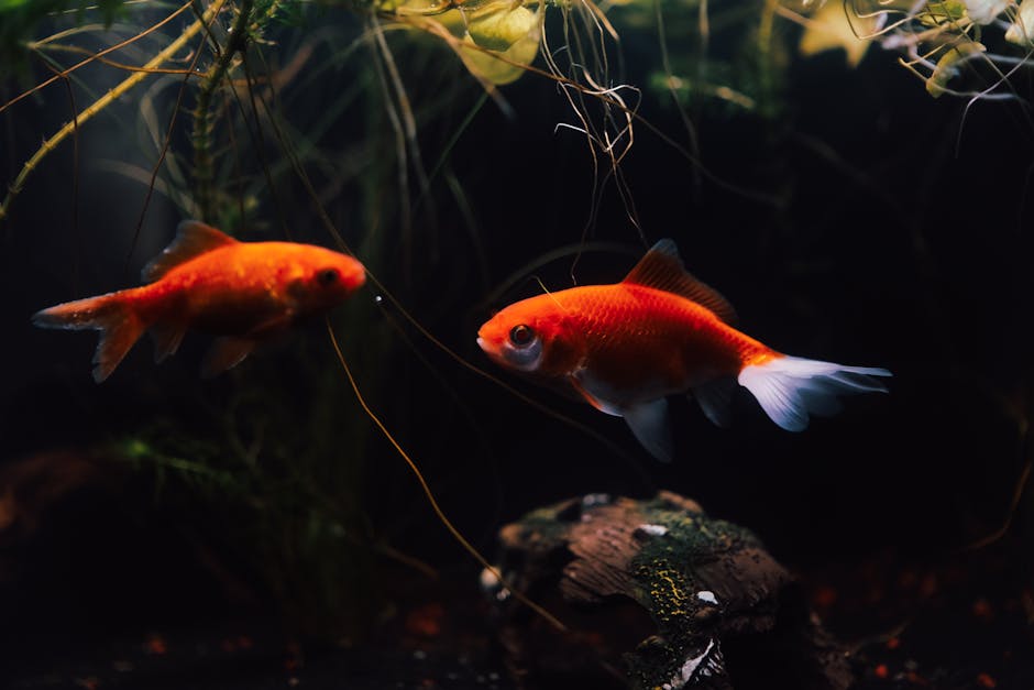 J’ai deux poissons rouges.