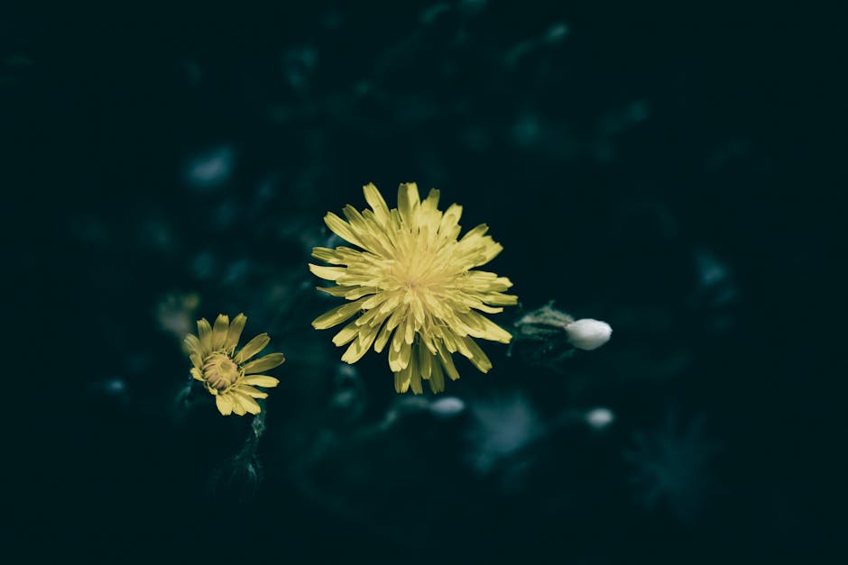 jaune