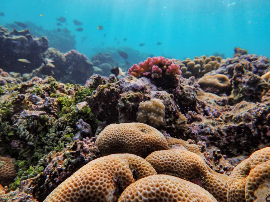 la barrière de corail