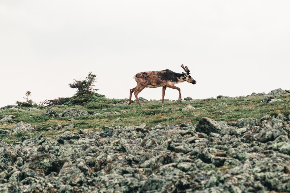 le caribou