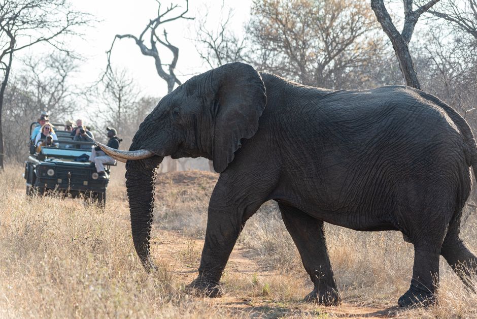le safari