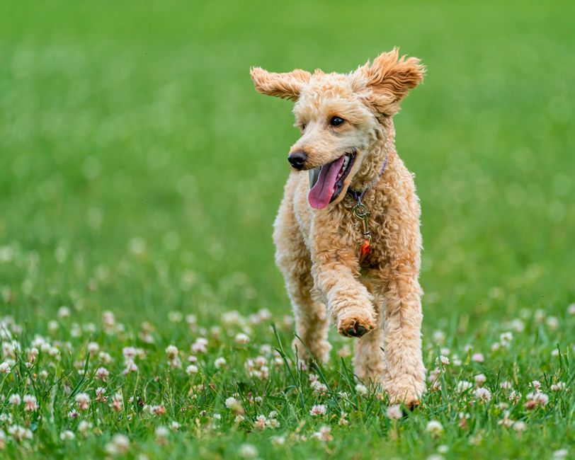 Mon chien aime courir.