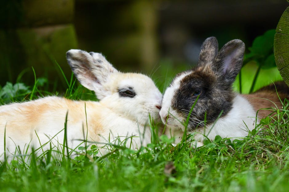 Mon lapin est très calme.