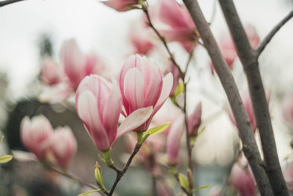 printemps