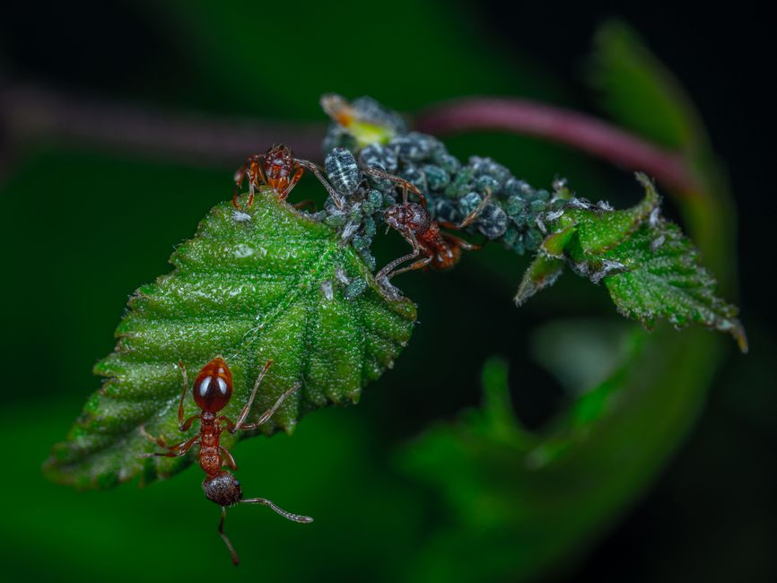 quatre fourmis
