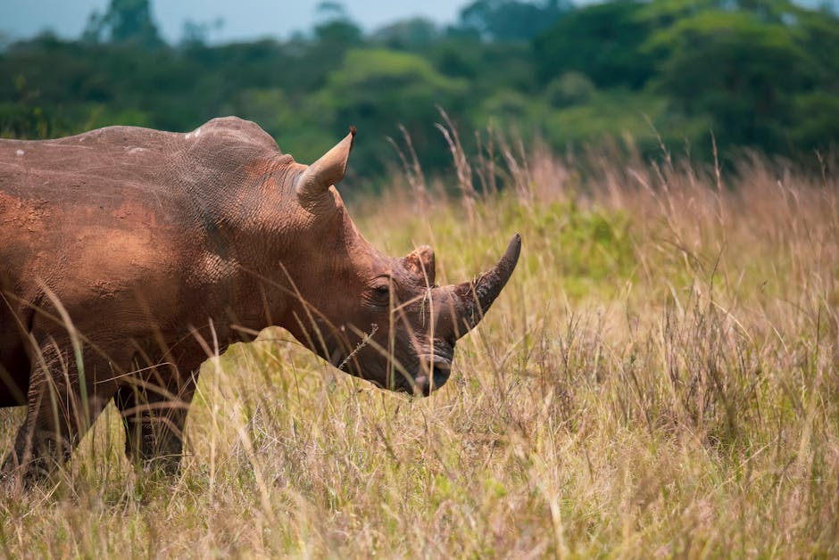 rhinocéros