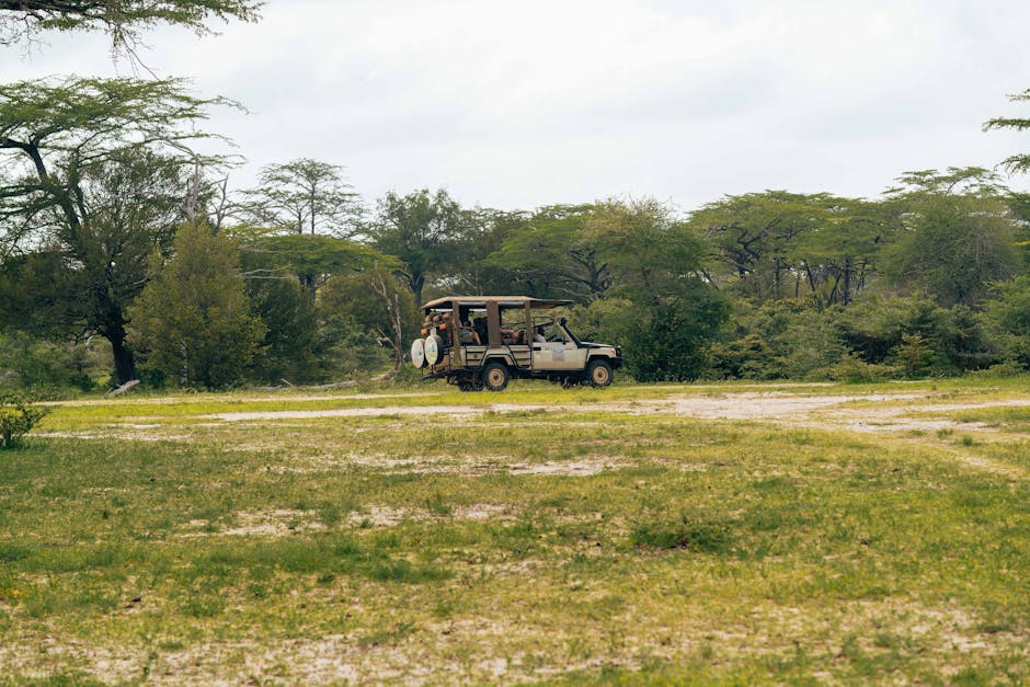 safari
